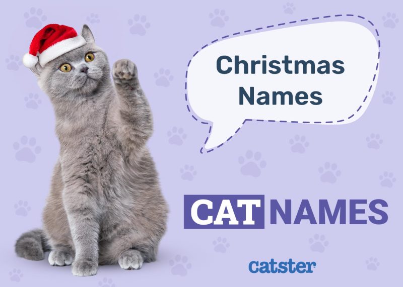 Festive & Fun Christmas Names for Cats
