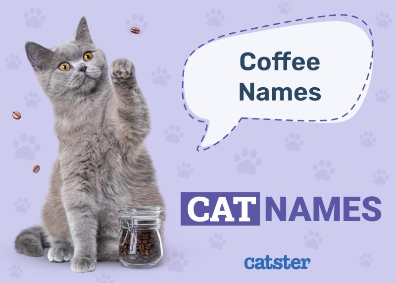 Coffee Names for Cats