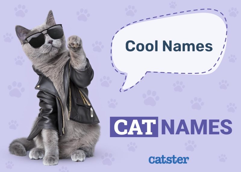 Cool Cat Names