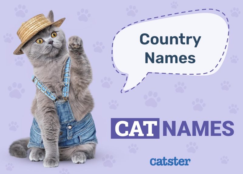 Country Cat Names