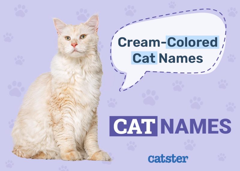 Cream Colored Cats