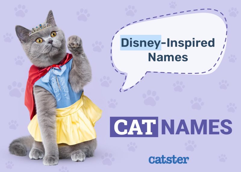 Disney-Inspired Cat Names
