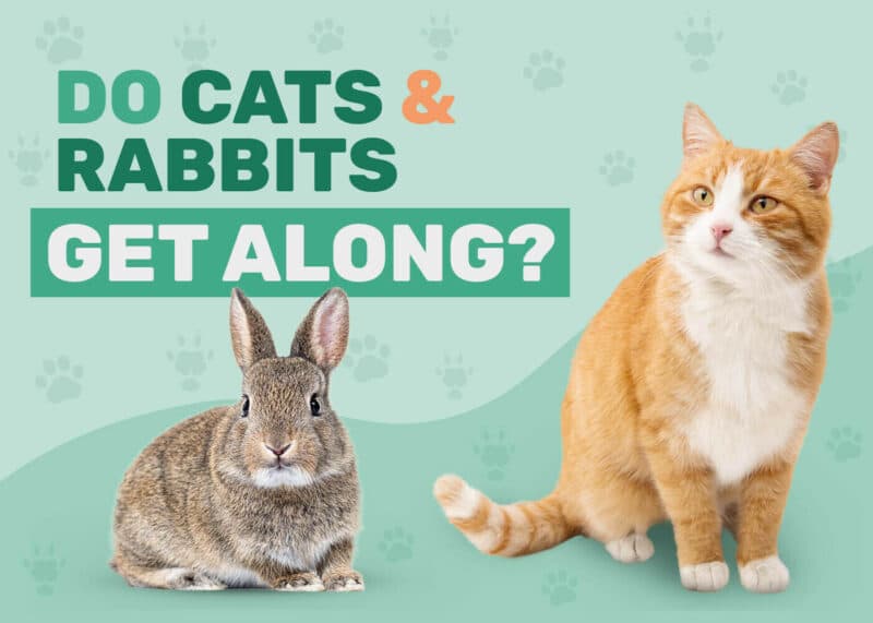 Dr. Luqman Javed DVM (Veterinarian), Author at Catster