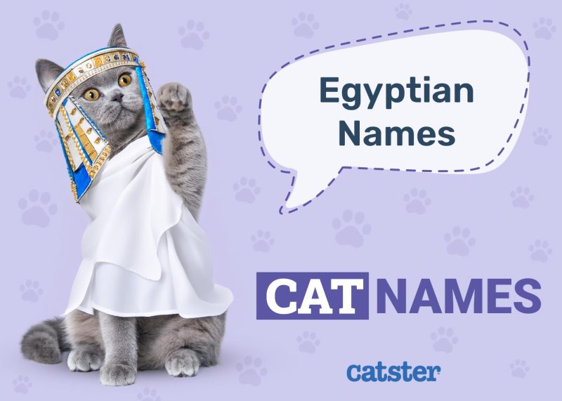 Egyptian Cat Names
