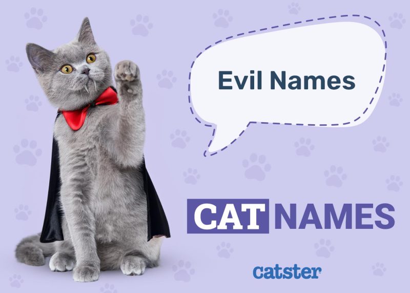 Evil Cat Names