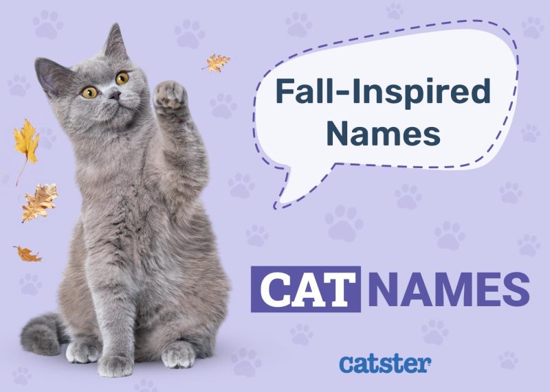 Fall-Inspired Cat Names