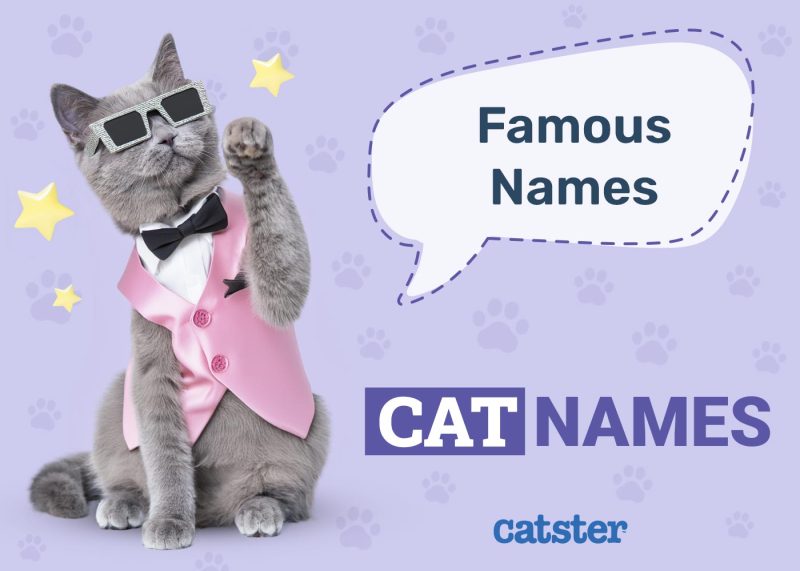 Famous Cat Names