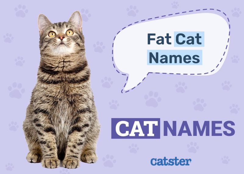 Fat Cat Names