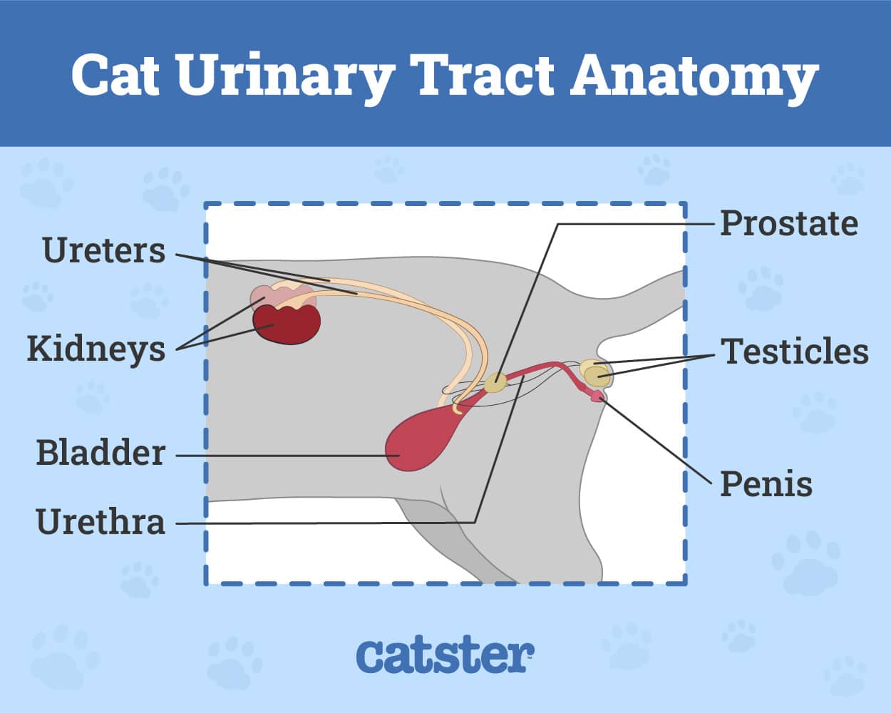 Cat urinary tract anatomy