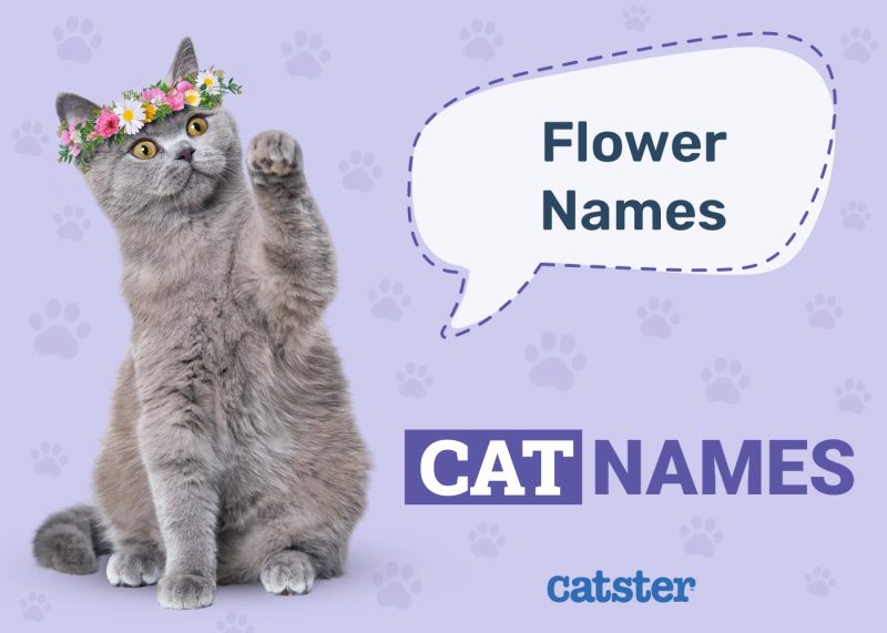 Flower Cat Names