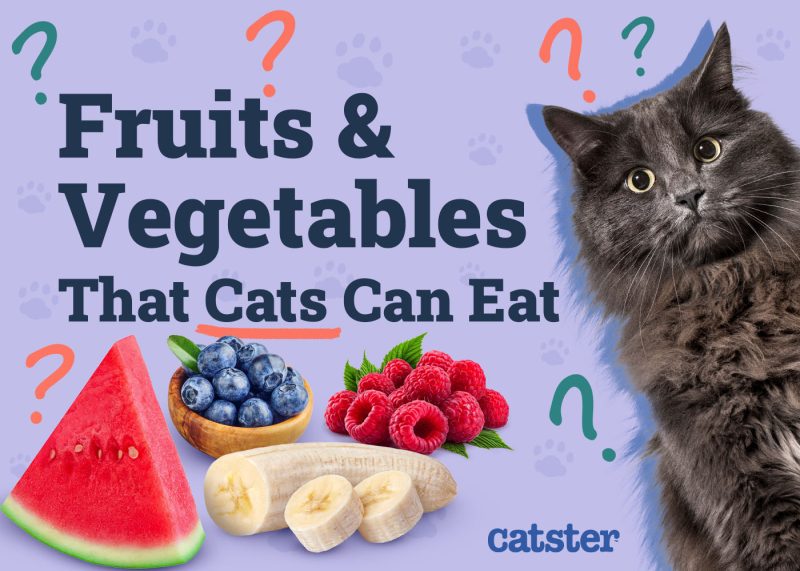 Fruits & Vegetables That Cats Can Eat NEW
