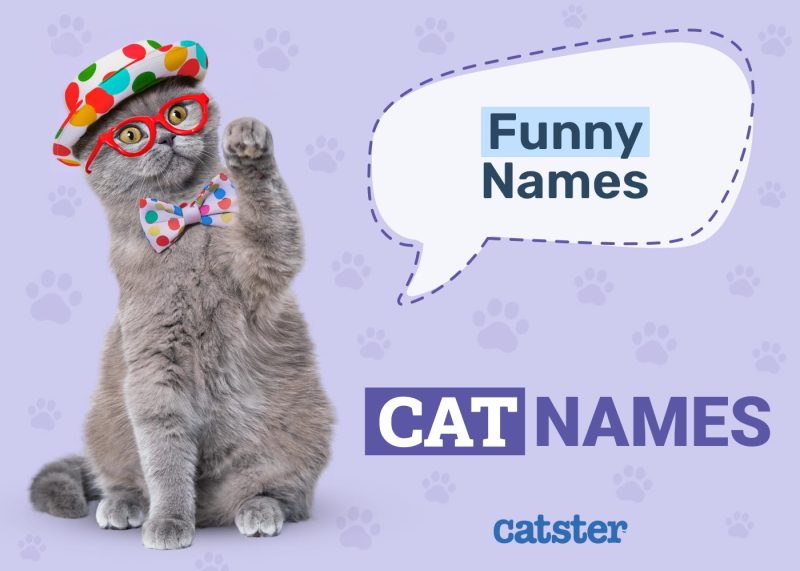 Funny Cat Names