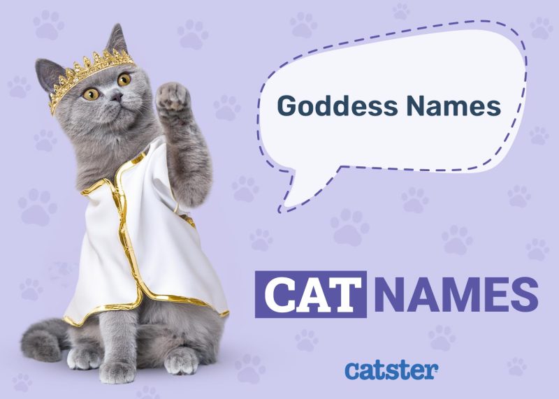 Goddess Cat Names