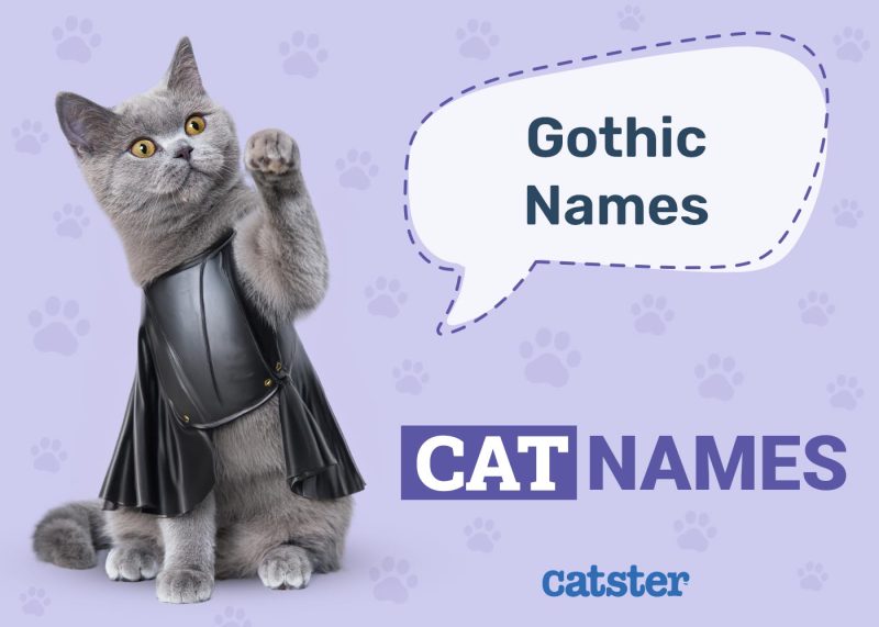 Gothic Cat Names