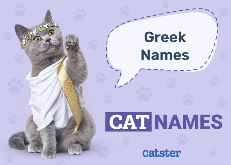 Greek Cat Names