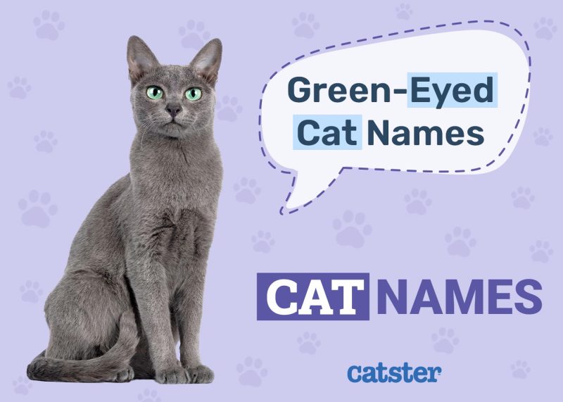 Green-Eyed Cat Names