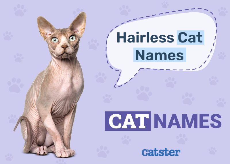 Hairless Cat Names