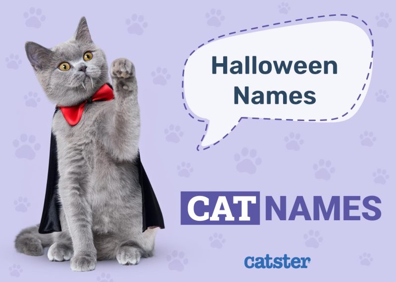 Halloween Cat Names