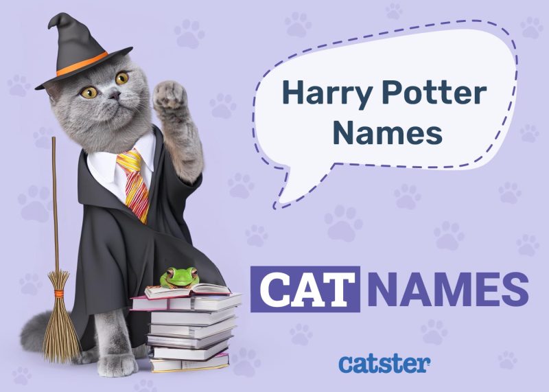Harry Potter Inspired Cat Names
