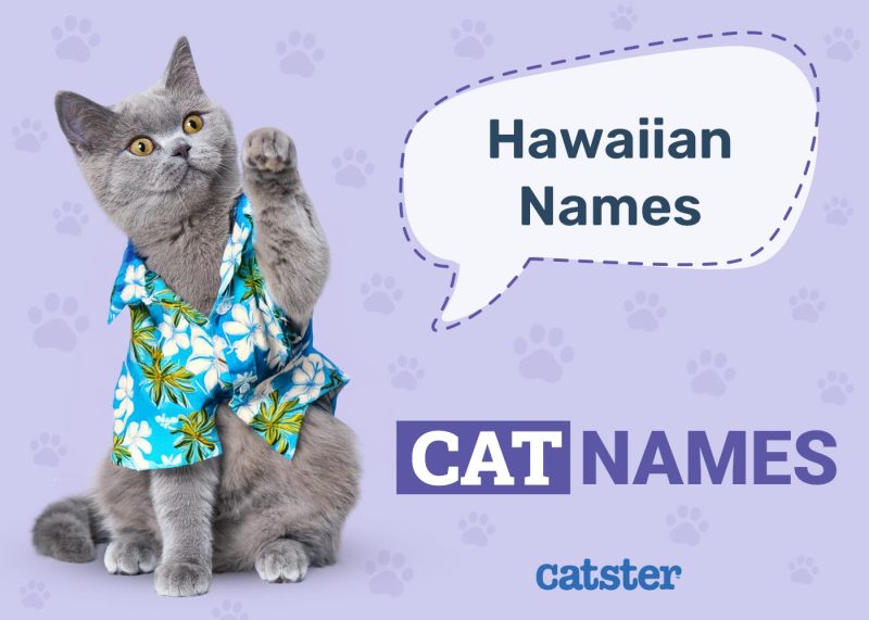 Hawaiian Cat Names