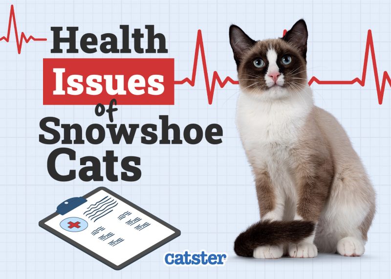 Catster_Health Problems Snowshoe Cats