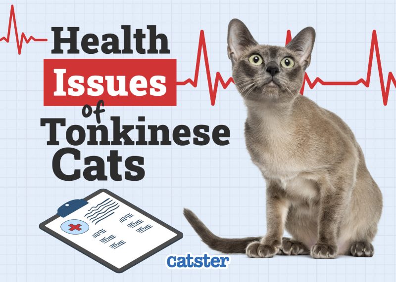 Catster_Health Problems Tonkinese Cats