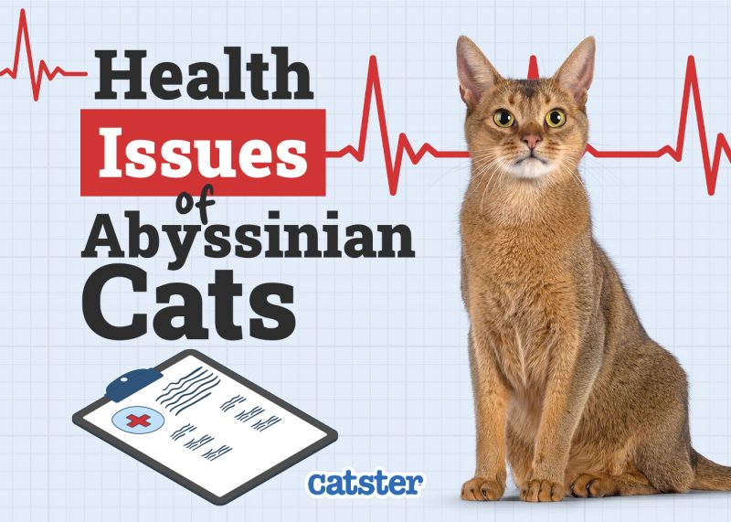 Catster_Health Problems of Abyssinian Cat