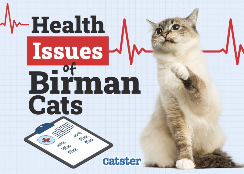 Catster_Health Problems of Birman Cats