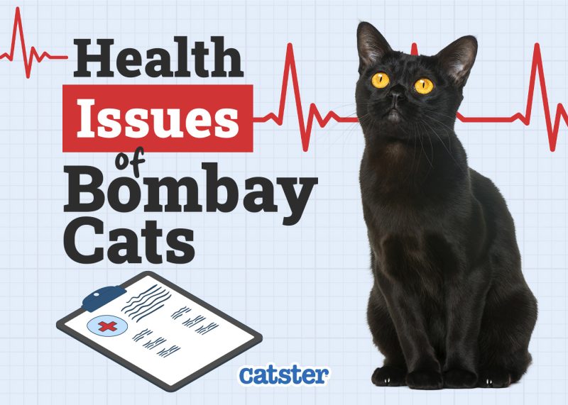 Catster_Health Problems of Bombay Cat
