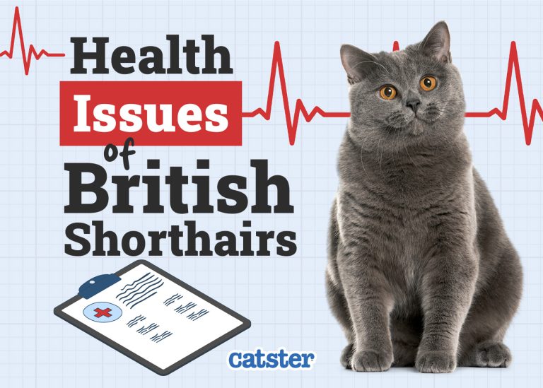 british-shorthair-cat-health-problems-7-vet-reviewed-health-issues