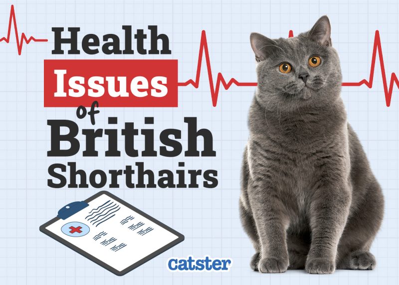Catster_Health Problems of British Shorthair