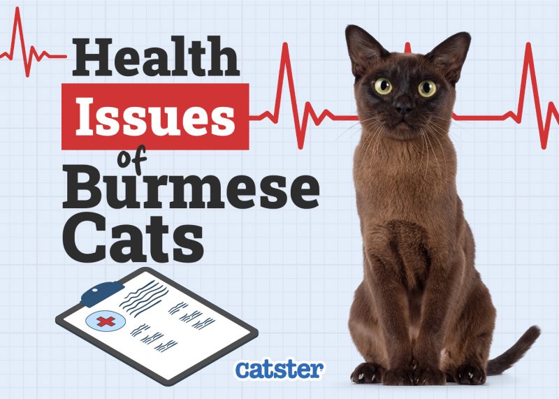 Catster_Health Problems of Burmese Cats