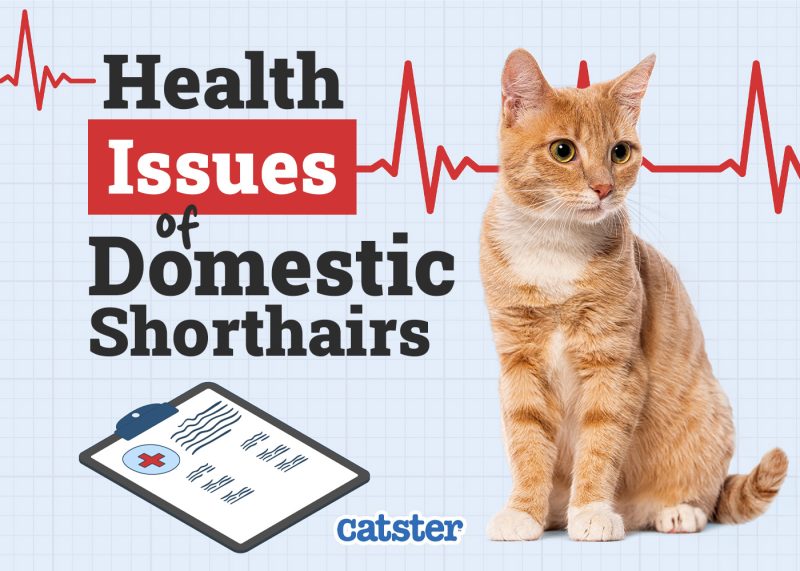 Catster_Health Problems of Domestic Shorthair