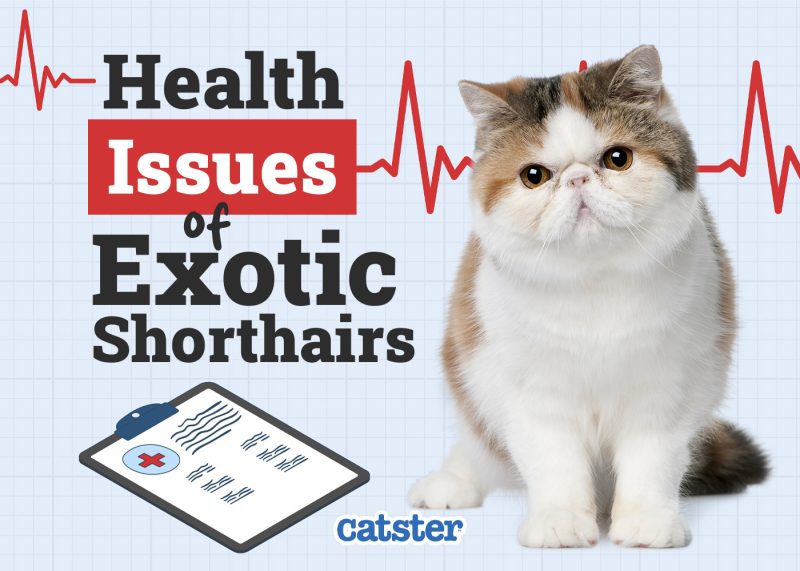 Catster_Health Problems of Exotic Shorthair