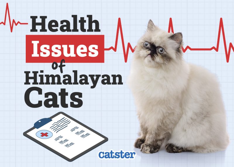 Catster_Health Problems of Himalayan Cats