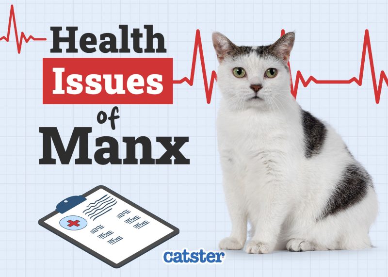 Catster_Health Problems of Manx