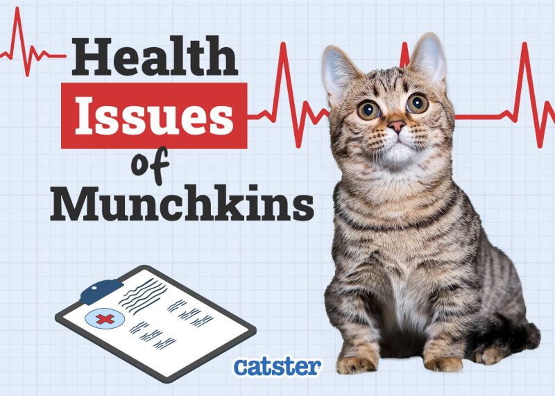 Catster_Health Problems of Munchkins