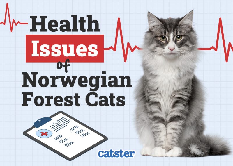 Catster_Health Problems of Norwegian Forest Cats