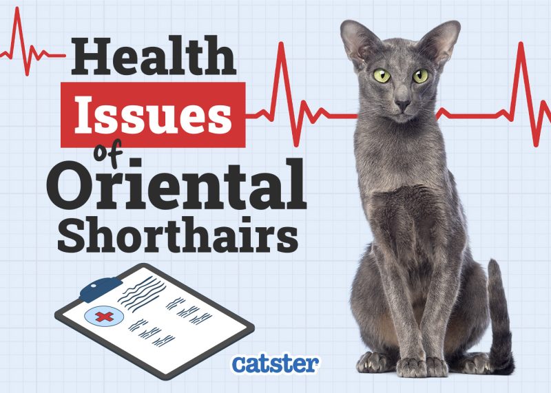 Catster_Health Problems of Oriental Shorthair