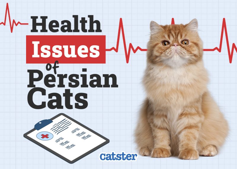 Catster_Health Problems of Persian Cats