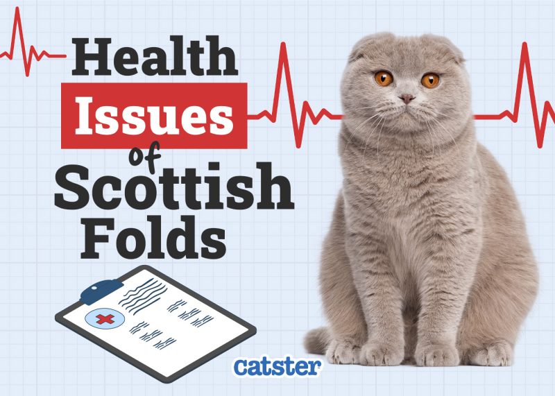 Catster_Health Problems of Scottish Fold