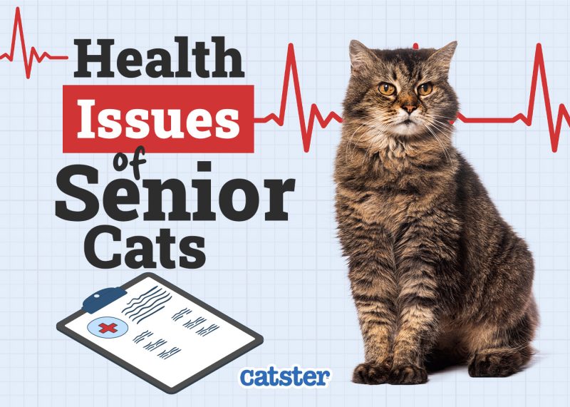 Catster_Health Problems of Senior Cat