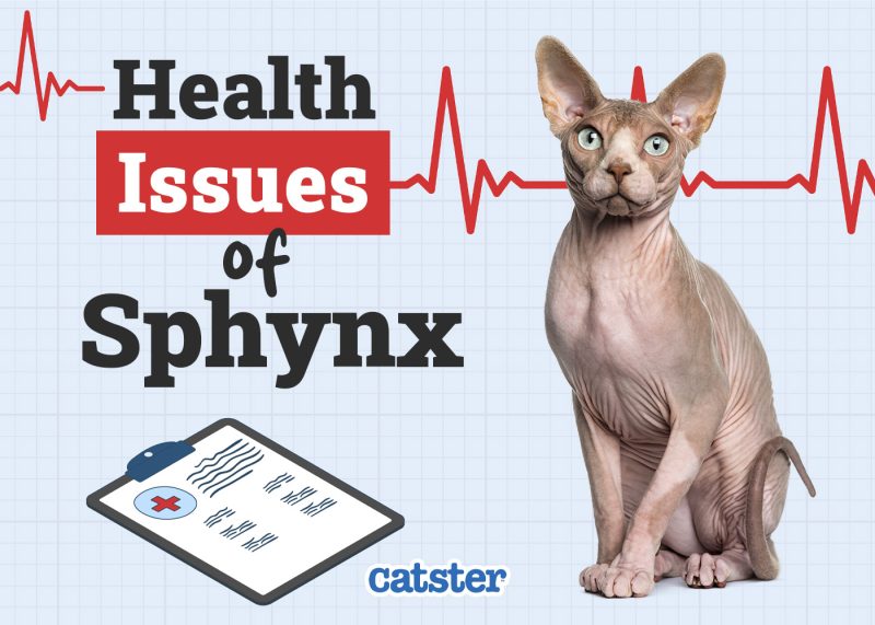 Catster_Health Problems of Sphynx