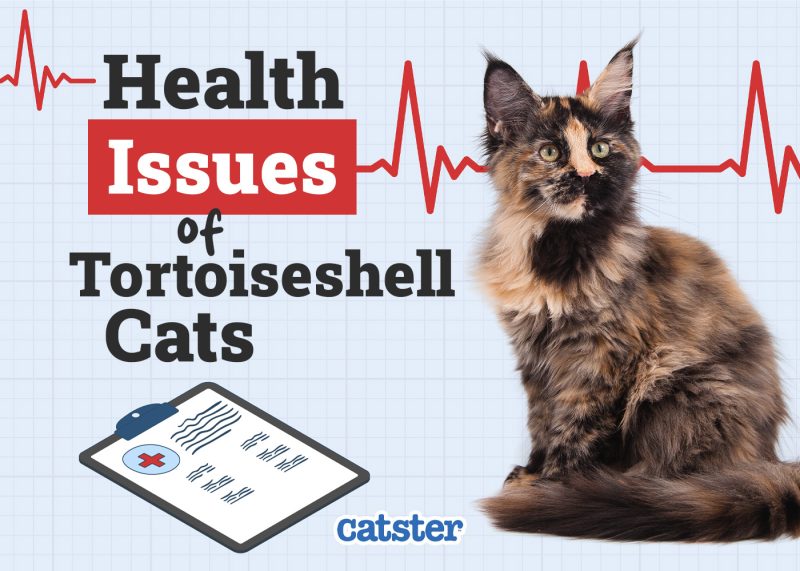 Catster_Health Problems of Tortoiseshell Cats