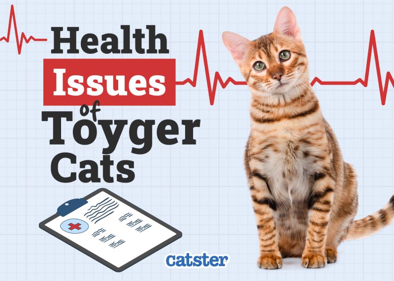 Catster_Health Problems of Toyger Cats