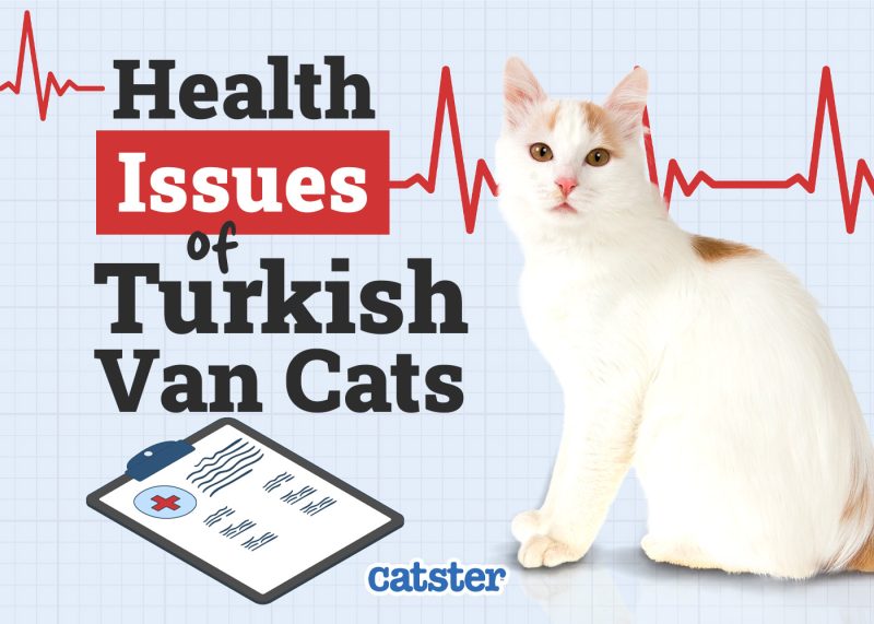 Catster_Health Problems of Turkish Van