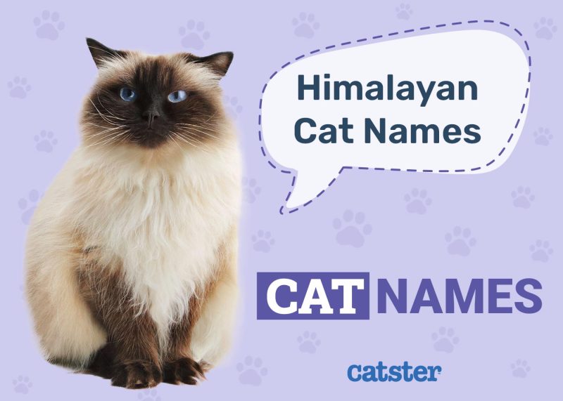 Cute & Fun Himalayan Cat Names