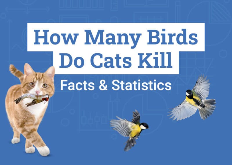 How Many Birds Do Cats Kill Statistics