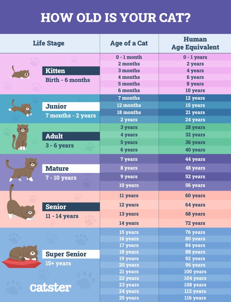 how long is 1 year for a cat