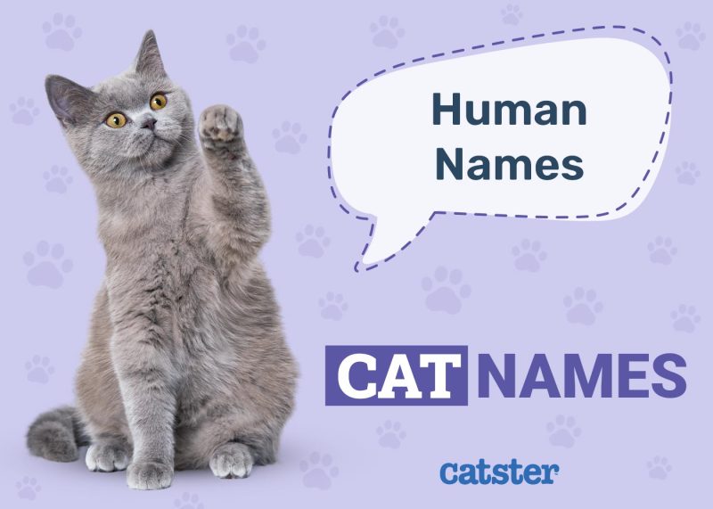 Human Cat Names